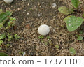 Young puffball on the ground 17371101