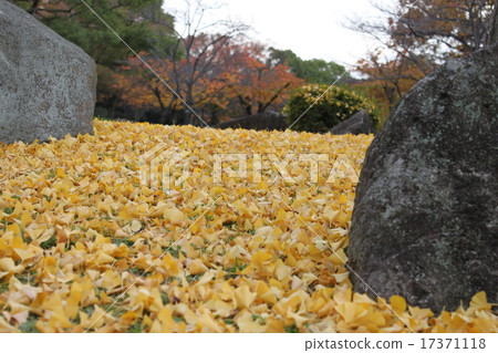 Fallen leaves Fallen leaves 17371118