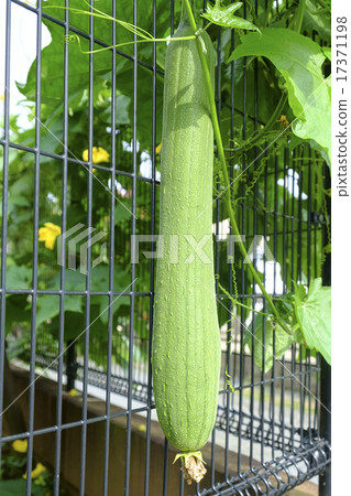 Loofah brown frozen vegetable flowers 17371198