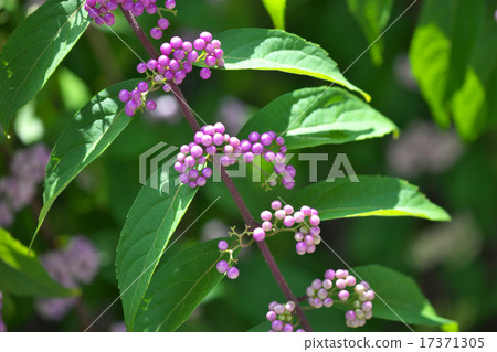 Murasaki Shikibu 17371305
