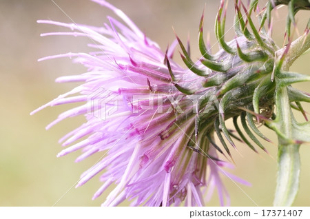 Tony thistle 17371407