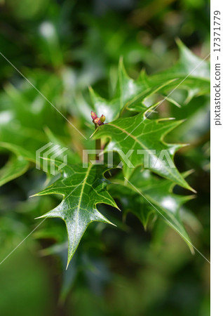 冬青樹（Hiiragi） 17371779