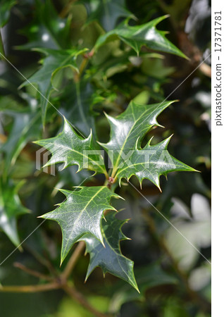 冬青樹（Hiiragi） 17371781