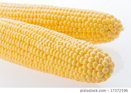 Corn Corn 17372596