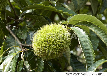 Chestnut fruit 17373053