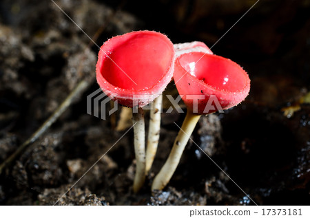 Tarzetta Rosea Dennis growing on earth Tarzetta Rosea Dennis growing on earth 17373181