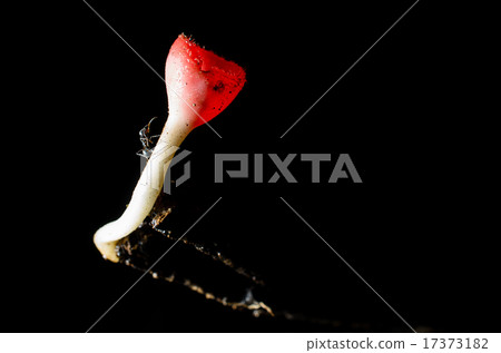 Ant climbimg to Tarzetta Rosea Dennis 17373182