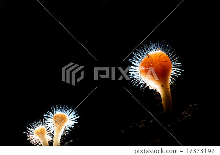 Closed up Tarzetta Rosea Dennis mushroom 17373192