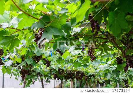 view of vineyard view of vineyard 17373194