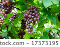 Bunch of ripe grapes in vineyard 17373195