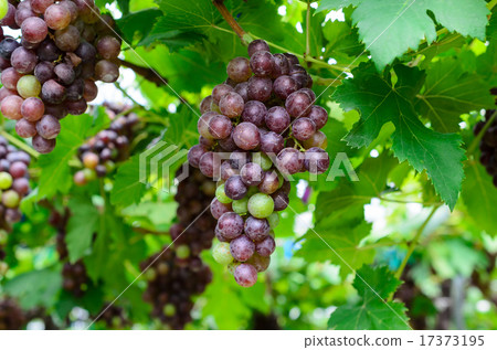Bunch of ripe grapes in vineyard Bunch of ripe grapes in vineyard 17373195
