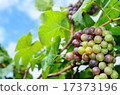 Bunch of ripe grapes on blue sky day 17373196