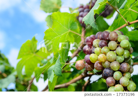 Bunch of ripe grapes on blue sky day Bunch of ripe grapes on blue sky day 17373196
