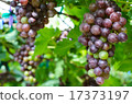 vineyard on a daylight 17373197
