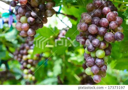 vineyard on a daylight 17373197