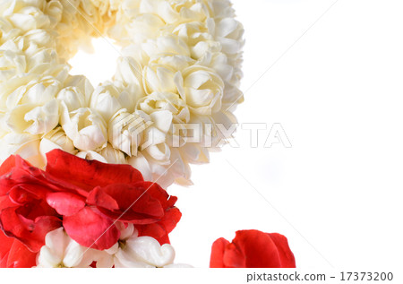 closedup jasmine garland isolated on white closedup jasmine garland isolated on white 17373200