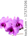 Thai orchid on white background 17373206
