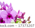 beautiful purple orchid with water drop 17373207
