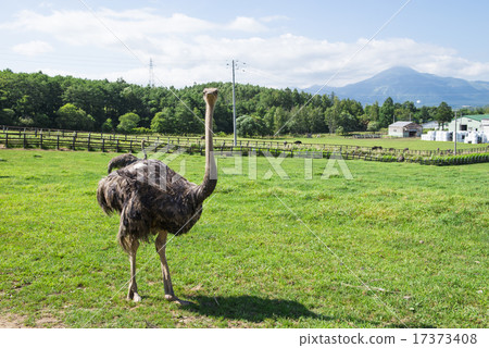 鴕鳥牧場 鴕鳥牧場 17373408