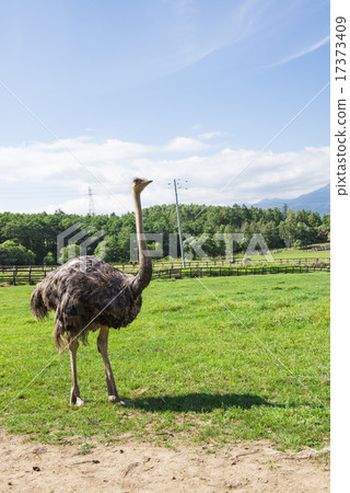 Ostrich ranch 17373409