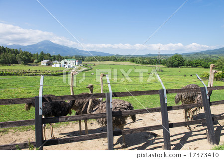 鴕鳥牧場 17373410