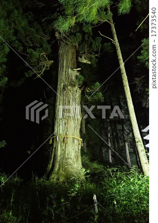 點亮Higukiyama的Sawasugi（Hizushi） 17373540