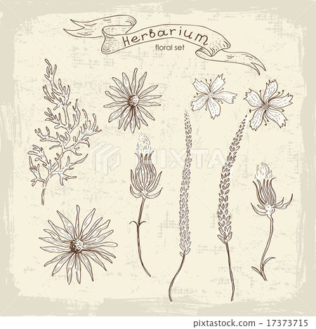 Hand drawn floral set - Stock Illustration [17373715] - PIXTA