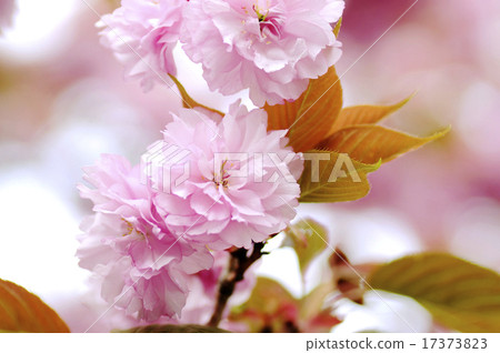 鈕扣櫻桃 鈕扣櫻桃 17373823