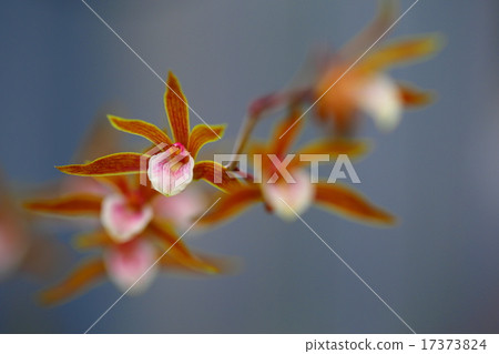 Tainia香港創世紀 17373824