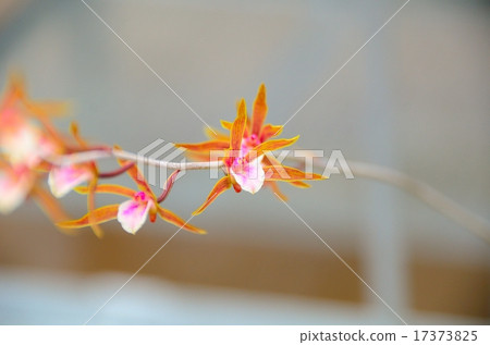 Tainia Hong Kong Genesis 17373825