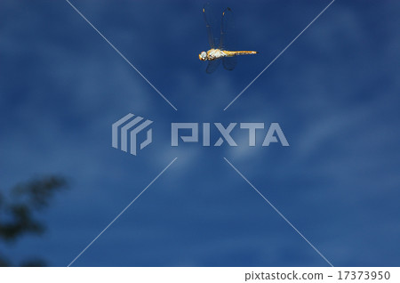 Ustarcissimbo的飛行 17373950