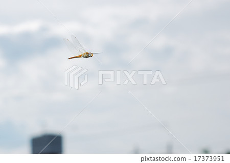 Ustarcissimbo的飛行 17373951