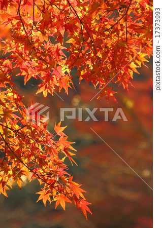 秋天的樹葉 17373993