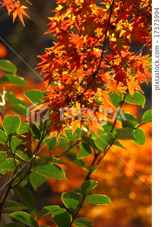 秋天的樹葉 17373994
