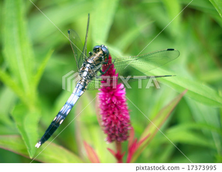 鹽卡拉通博 17373995