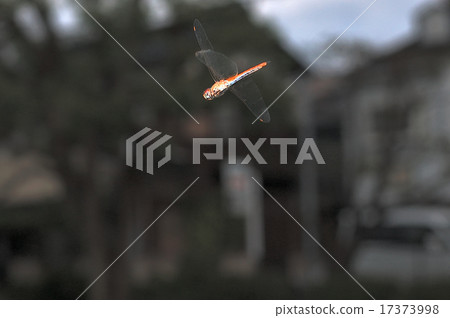 Ustarcissimbo的飛行 17373998