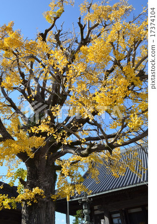 Honjuda Age 300 years old ginkgo Honjuda Age 300 years old ginkgo 17374104
