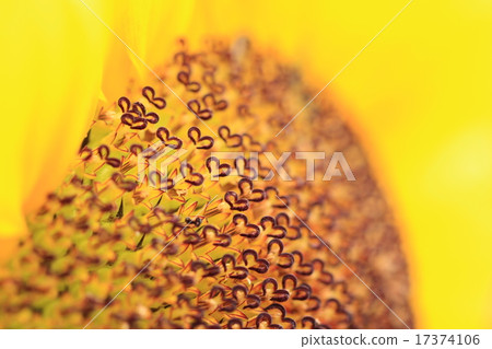 Heart sunflower Heart sunflower 17374106