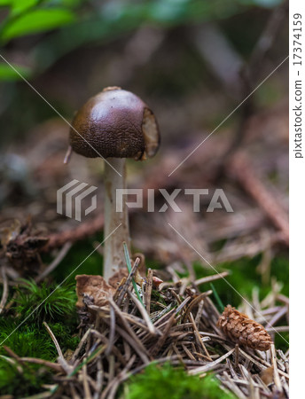 poisonous mushroom closeup 17374159