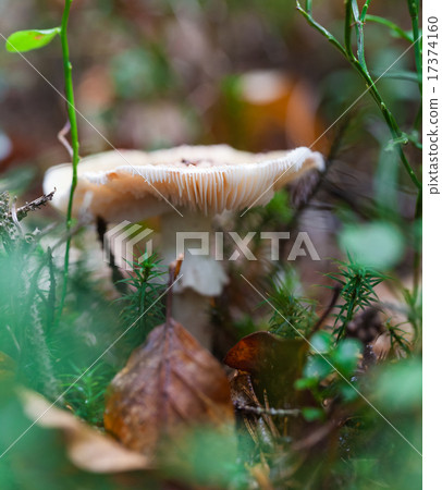poisonous mushroom closeup poisonous mushroom closeup 17374160