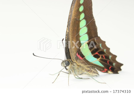 Aesugehae female white background Aesugehae female white background 17374310