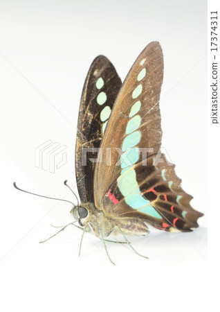 Aesugehae female white background Aesugehae female white background 17374311