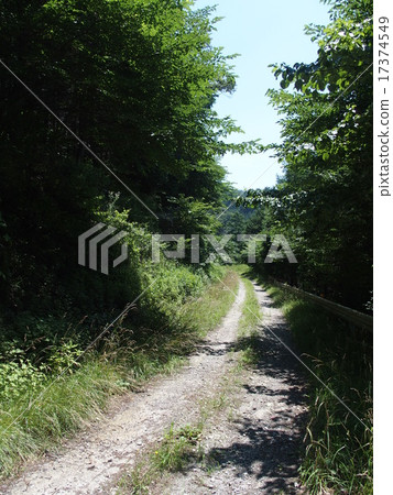 森林道路圖像(14) 森林道路圖像(14) 17374549