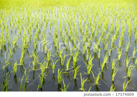 Paddy fields shining in the sunset 17374809