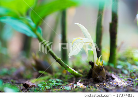  Flower of minga 17374833