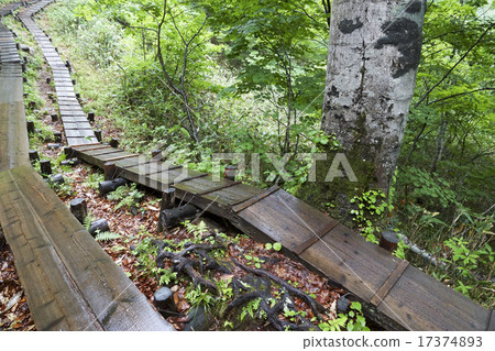 從Hatuchi通行證下雨的樹路 從Hatuchi通行證下雨的樹路 17374893