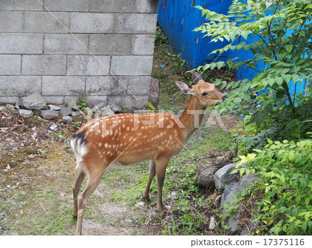 Sea deer image (01) Sea deer image (01) 17375116