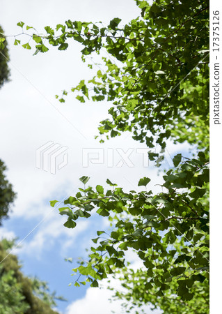 Gotenyama Ginkgo biloba tree Gotenyama Ginkgo biloba tree 17375126
