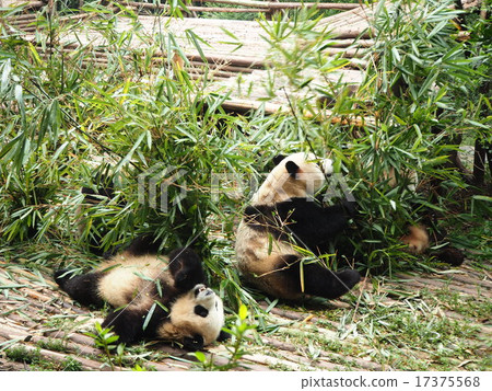中國四川熊貓 中國四川熊貓 17375568