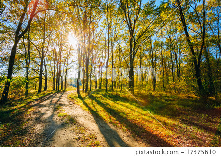 Sunny Day In Autumn Sunny Forest Trees, Green Grass. Nature Wood Sunny Day In Autumn Sunny Forest Trees, Green Grass. Nature Wood 17375610
